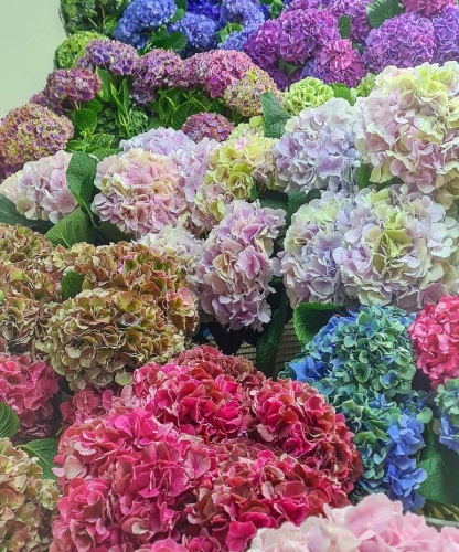 A Variety of Hydrangeas>