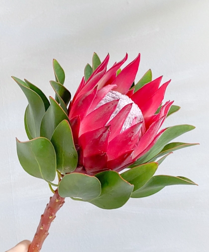 Fresh Red King Protea>